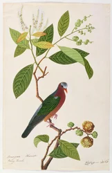 Brangan-Kastanie, Pooney Tanah, aus Zeichnungen von Vögeln aus Malakka, ca. 1805-18